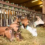 Demilenise -