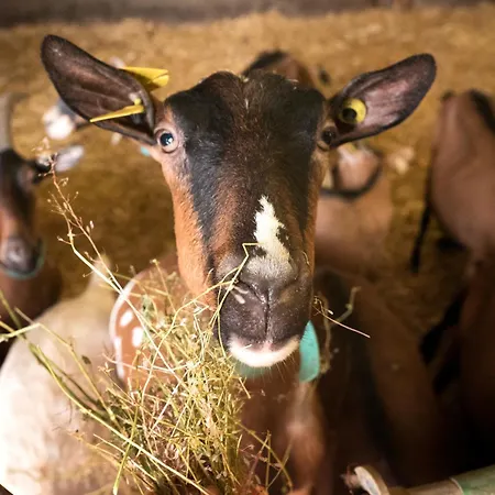 Demilenise - * Villemain