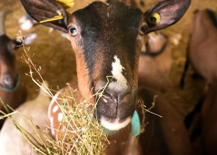 Demilenise - * Villemain